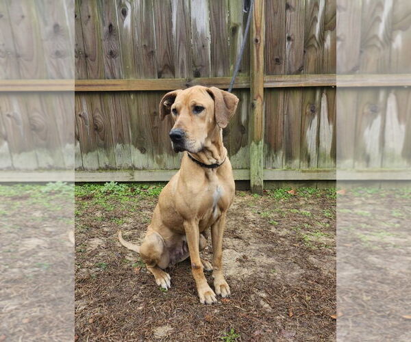 Medium Photo #7 Great Dane Puppy For Sale in Westminster, MD, USA