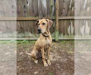 Dolly - Female Great Dane Dog for Adoption - Photo #5