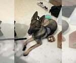 Small German Shepherd Dog