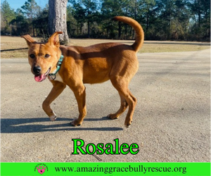 Rosalee - Female Chow Chow-Unknown Mix Dog for Adoption - Photo #7