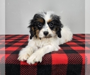 Cavapoo Puppy for sale in FRANKLIN, IN, USA