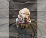 Puppy Dk Blue Golden Retriever
