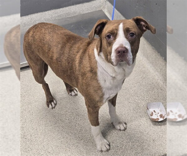 Medium Photo #1 American Pit Bull Terrier-Unknown Mix Puppy For Sale in Tallahassee, FL, USA