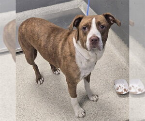 American Pit Bull Terrier-Unknown Mix Dogs for adoption in Tallahassee, FL, USA