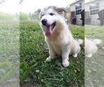 Small Photo #6 Wolf Hybrid Puppy For Sale in BYBEE, TN, USA