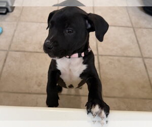 American Staffordshire Terrier-Unknown Mix Dogs for adoption in Holly Springs, NC, USA