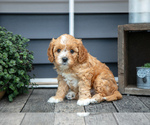 Puppy Brady Cavapoo