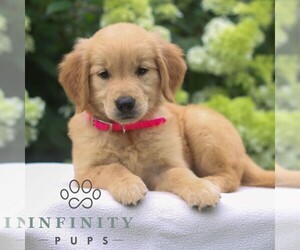 Golden Retriever Puppy for sale in LITITZ, PA, USA