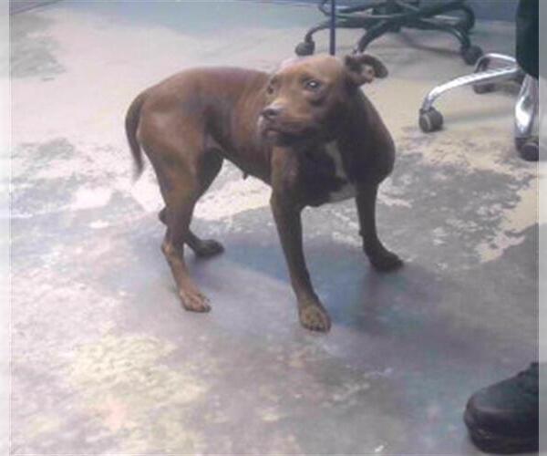 Medium Photo #1 American Staffordshire Terrier-Unknown Mix Puppy For Sale in Tallahassee, FL, USA