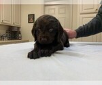 Small Photo #7 Boykin Spaniel Puppy For Sale in EDMOND, OK, USA