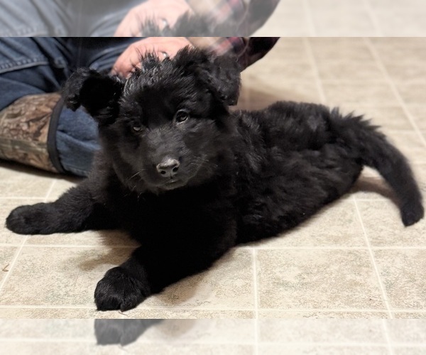 Medium Photo #1 German Shepherd Dog Puppy For Sale in CORNELL, MI, USA