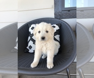 Great Pyrenees Puppy for sale in EVERETT, WA, USA