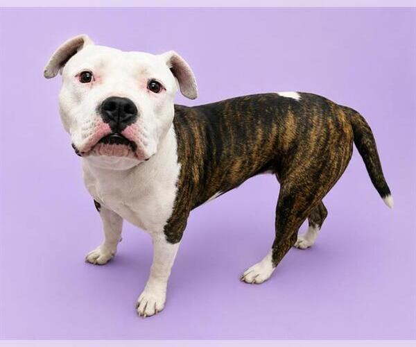 Medium Photo #1 Mutt Puppy For Sale in HESPERIA, CA, USA