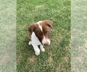 Border Collie Puppy for sale in CASSADAGA, NY, USA