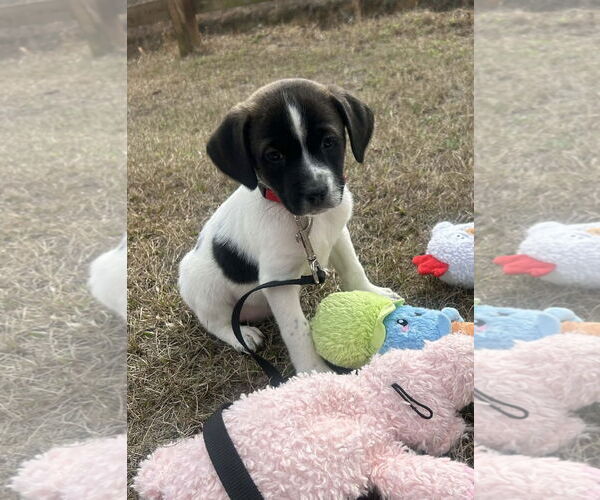 Medium Photo #3 Mutt Puppy For Sale in Tarrytown, GA, USA