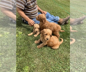 Goldendoodle Puppy for sale in BENTON, PA, USA