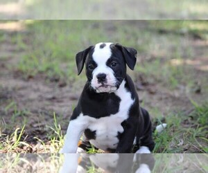 Olde English Bulldogge Puppy for sale in CHARLOTTE HALL, MD, USA