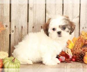 Zuchon Puppy for sale in MOUNT VERNON, OH, USA