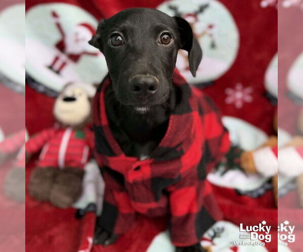 Medium Photo #4 Labrador Retriever-Retriever  Mix Puppy For Sale in Washington, DC, USA