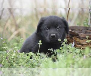 German Shepherd Dog Puppy for sale in MAGNOLIA, TX, USA