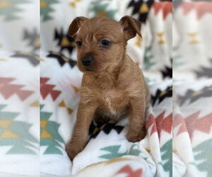 Doxie-Pin Dogs for adoption in Lakemont, GA, USA