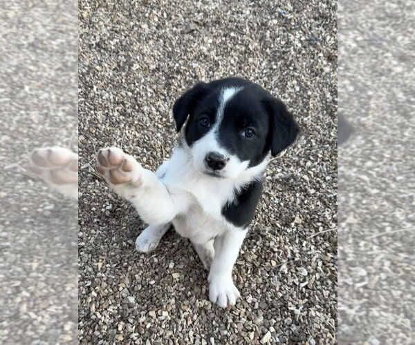 Medium Photo #2 Borador Puppy For Sale in Bolivar, MO, USA