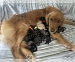 Small #3 Goldendoodle