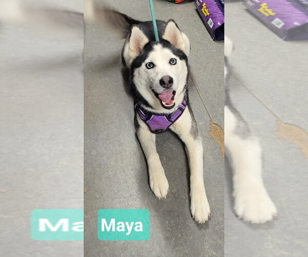 Medium Photo #2 Siberian Husky Puppy For Sale in Richmond, IN, USA