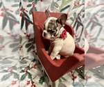 Small Photo #10 French Bulldog Puppy For Sale in CHIEFLAND, FL, USA