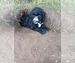 Poodle (Standard)-Springerdoodle Mix Puppy for sale in MONTELLO, WI, USA