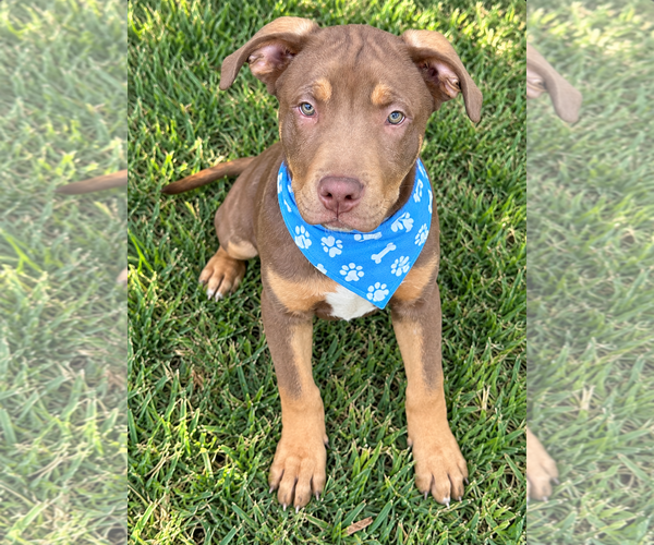 Medium Photo #2 Black Mouth Cur-Unknown Mix Puppy For Sale in Euless, TX, USA