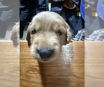 Small #8 Golden Retriever