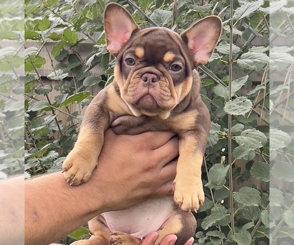 Medium Photo #25 French Bulldog Puppy For Sale in BRIGHTON, CO, USA