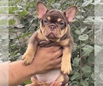 Small #5 French Bulldog