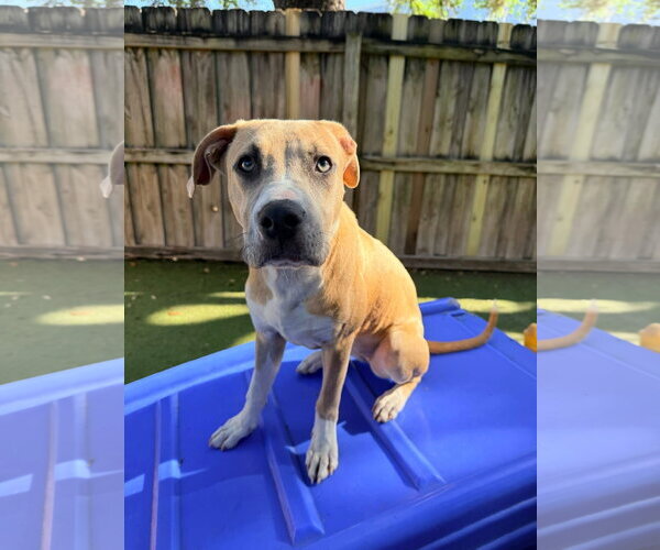 Medium Photo #6 Mutt Puppy For Sale in Orlando, FL, USA