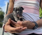 Small Photo #4 French Bulldog Puppy For Sale in JACKSONVILLE, FL, USA