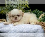 Small #1 Shih Tzu