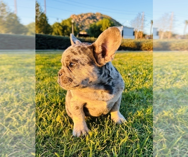 Medium Photo #4 French Bulldog Puppy For Sale in SAN BERNARDINO, CA, USA