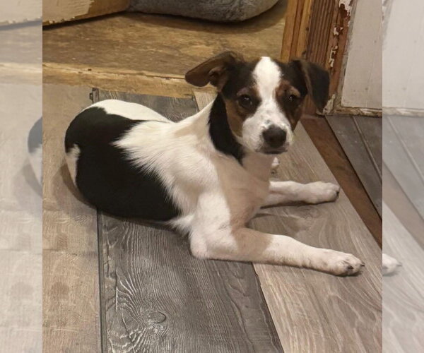 Medium Photo #1 Rat Terrier-Unknown Mix Puppy For Sale in Oakhurst, NJ, USA