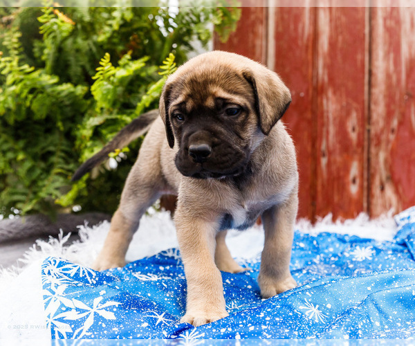Medium Photo #17 Mastiff Puppy For Sale in WAKARUSA, IN, USA