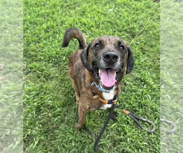 Medium Photo #3 Mutt Puppy For Sale in Evansville, IN, USA