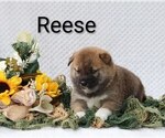 Puppy 4 Shiba Inu