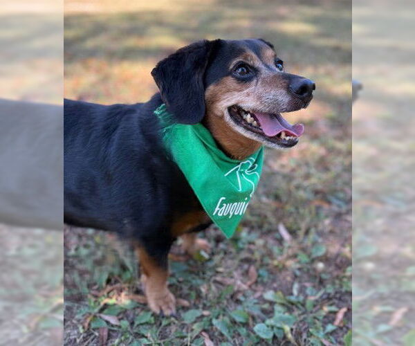Medium Photo #1 Beagle-Unknown Mix Puppy For Sale in Warrenton, VA, USA