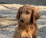 Small Goldendoodle
