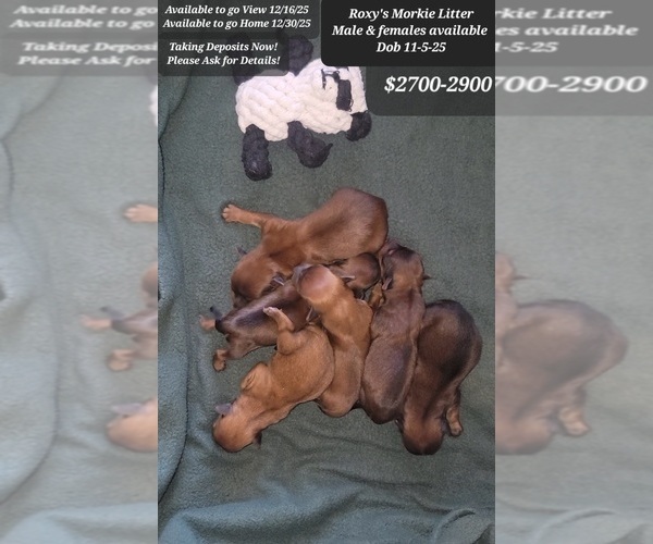 Medium Photo #2 Morkie Puppy For Sale in TUCSON, AZ, USA