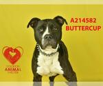BUTTERS - Female Mutt Dog for Adoption - Small photo