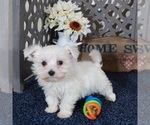 Small #3 Maltese