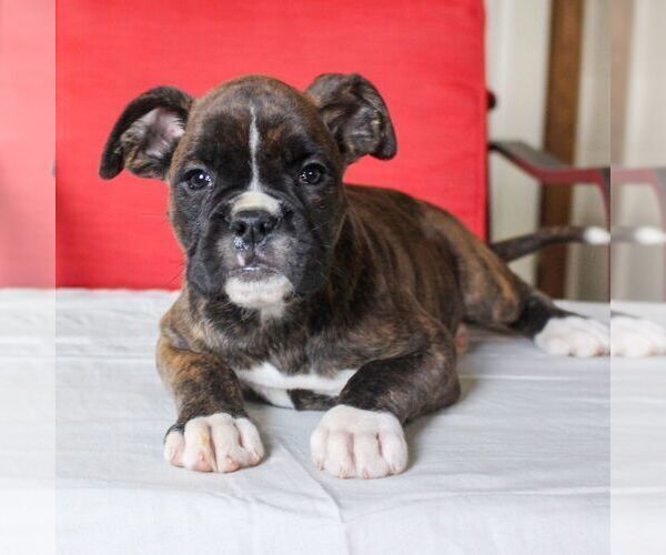 Medium Photo #5 Boxer Puppy For Sale in BIRD IN HAND, PA, USA