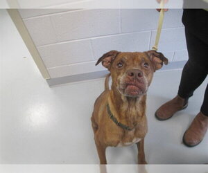 Labrador Retriever-Unknown Mix Dogs for adoption in Ocala, FL, USA