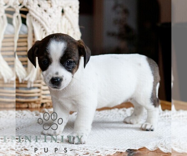 Medium Photo #3 Jack Tzu Puppy For Sale in EAST EARL, PA, USA